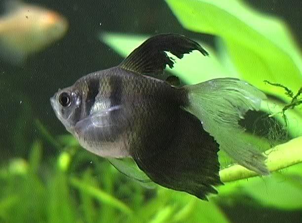 Black Widow Tetra Longfin 3.5 Cm