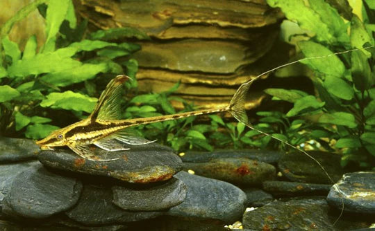 XL Longnose Whiptail Catfish 25cm