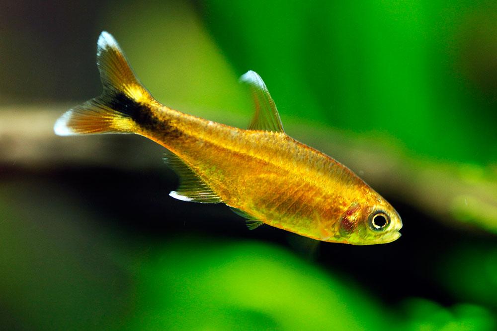 Silver Tip Tetra 3 Cm