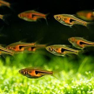 Copper Rasbora 2 Cm