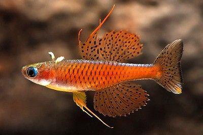 Pseudomugil Luminatus Neon Red Blue eye 3 Cm