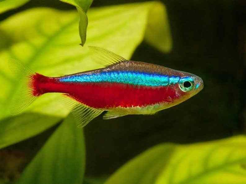 Cardinal Tetra 2.5 Cm