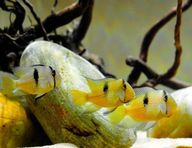 Bandit Cichlid Guianacara Dacrya 4.5-5.0 Cm