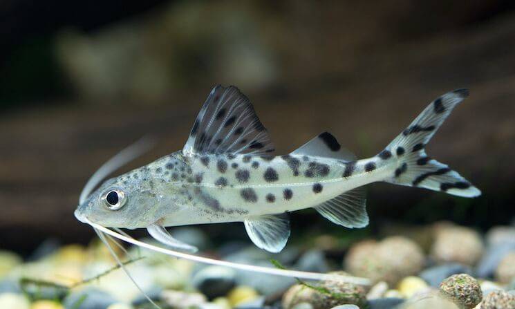 Pictus Catfish 8cm