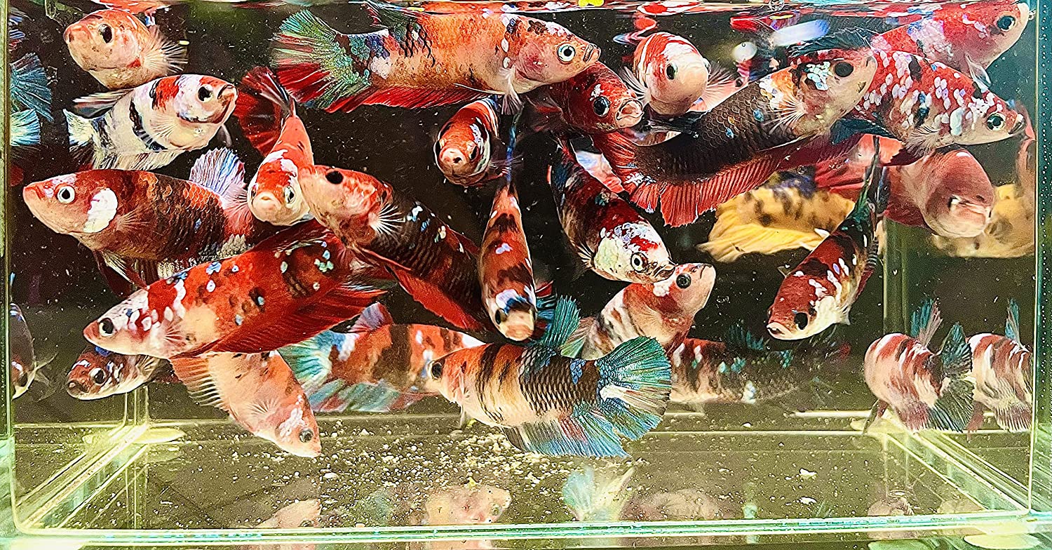 Female Betta HMPK Barongsai