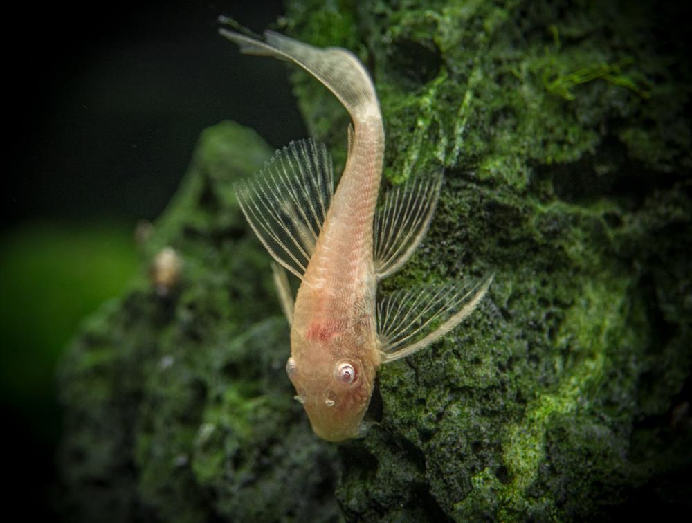Albino Longfin Bristlenose Catfish 3cm