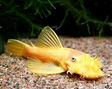L144 Lemon Blue Eye Shortfin Bristlenose 3cm