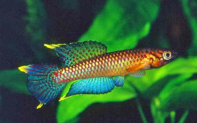 Aphyo. Chromaphyosemion Poliaki Killifish Pair