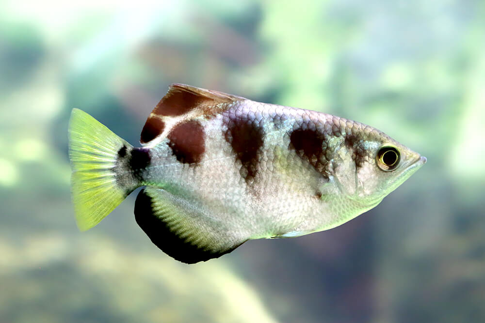 Marble Archerfish 7cm