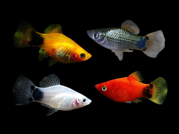 Platy Assorted 3cm