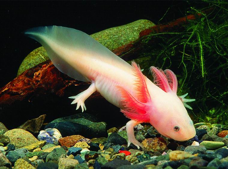 Baby Axolotl