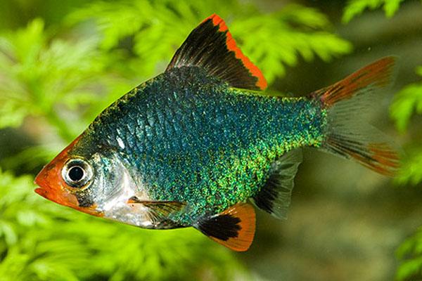 Moss Green Tiger Barb 4 Cm