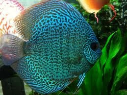 Blue Snakeskin Discus 5.0-6.0 Cm