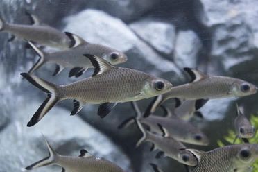 Silver Shark XL
