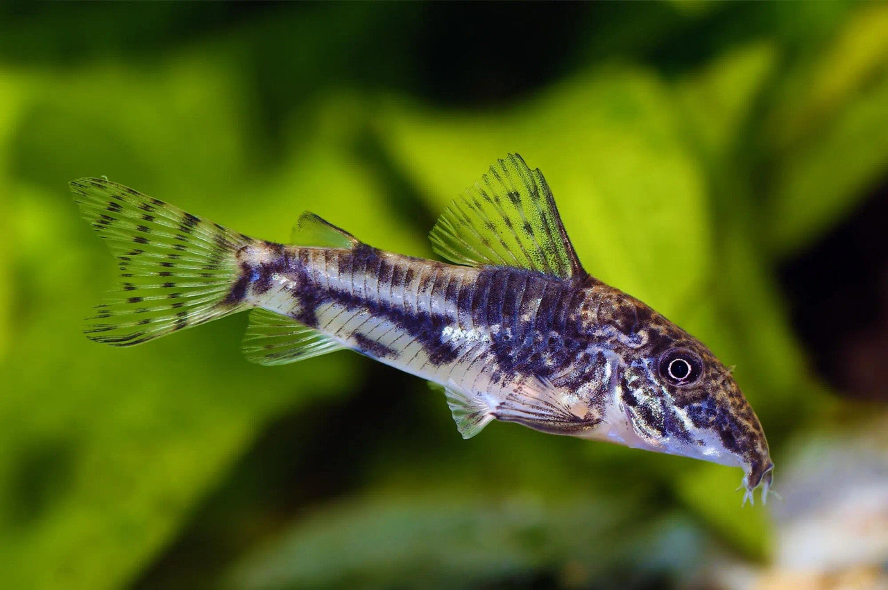 Barbatus Corydoras