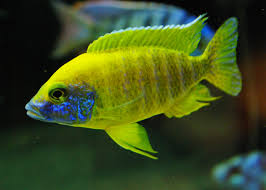 Sunshine Peacock Cichlid Large