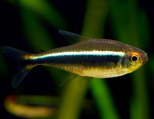 Black Neon Tetra 3 Cm