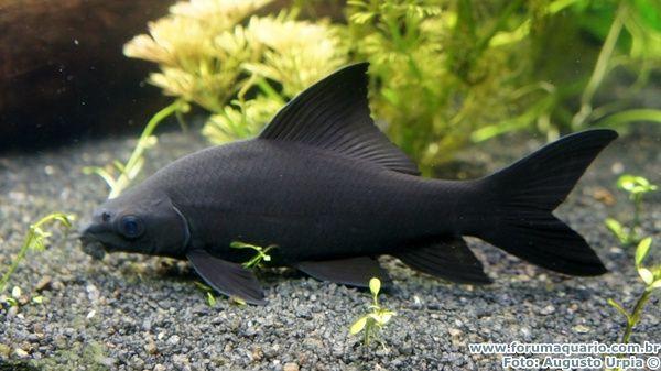 Black Shark - Nature Aquariums