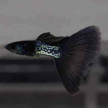 Black Cheek Cobra Guppy Male