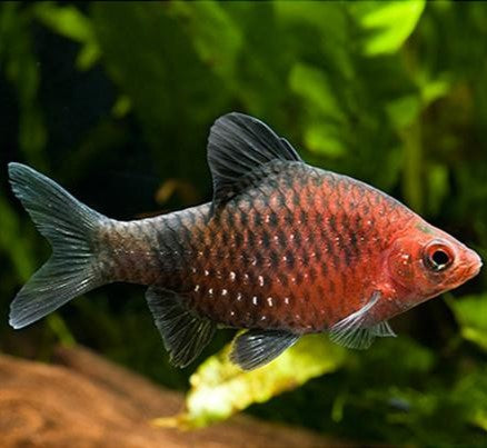 Black Ruby Barb