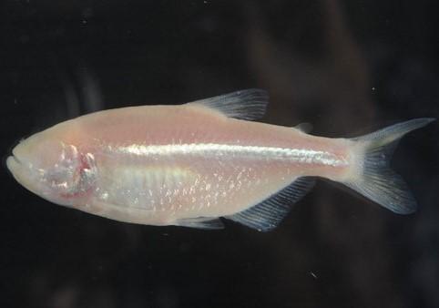 Blind Cave Fish 3cm