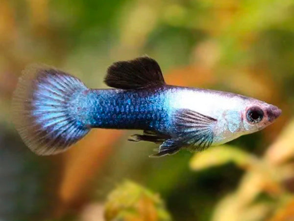 Dwarf Blue Panda Guppy Male
