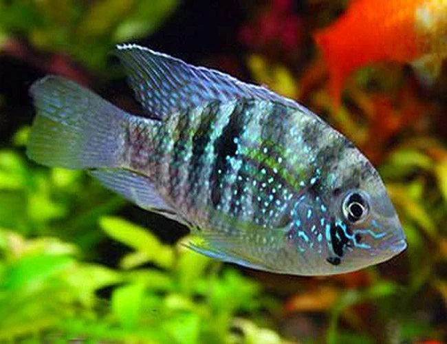 Blue Acara 2-4cm