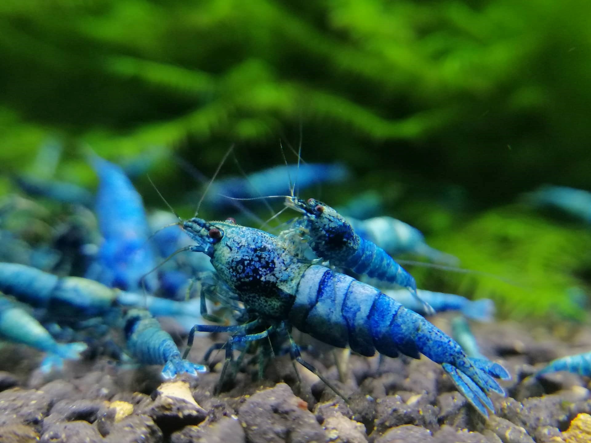Blue Bolt Shrimp