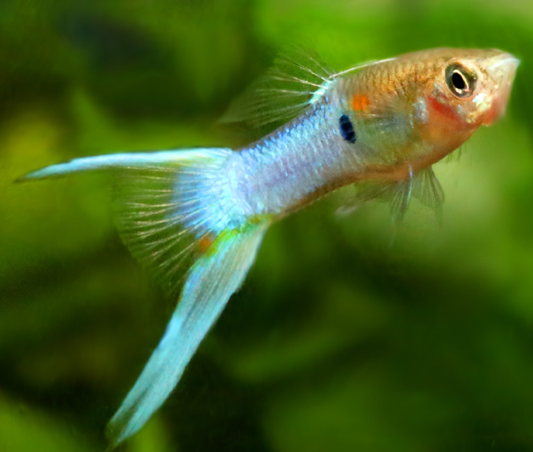Blue Lyretail Guppy Male