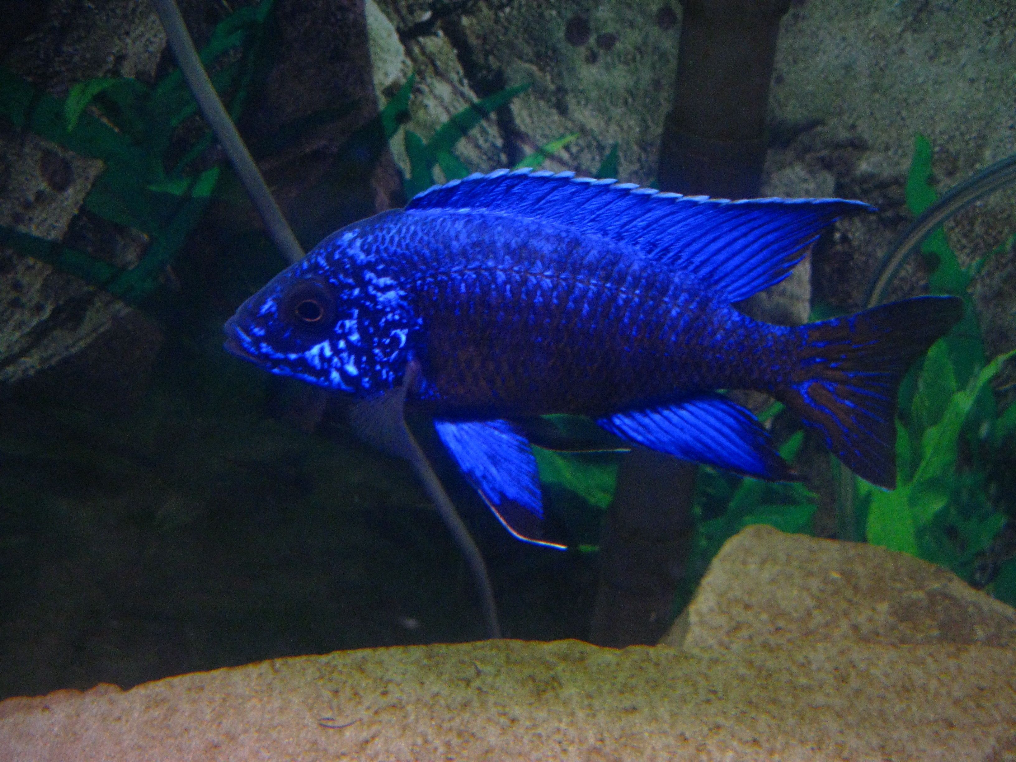 Neon Blue Peacock Cichlid