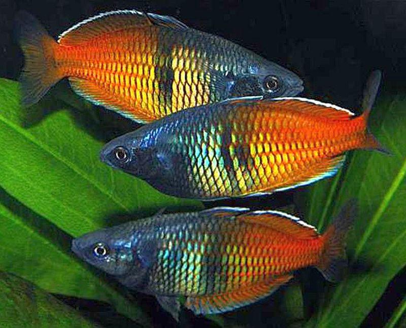 Boesmani Rainbow 4 Cm
