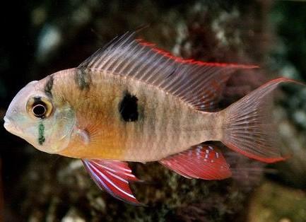 Bolivian Butterfly Ram 5.0 Cm