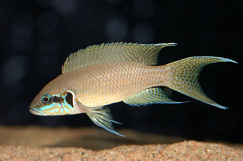 Princess Cichlid 6cm