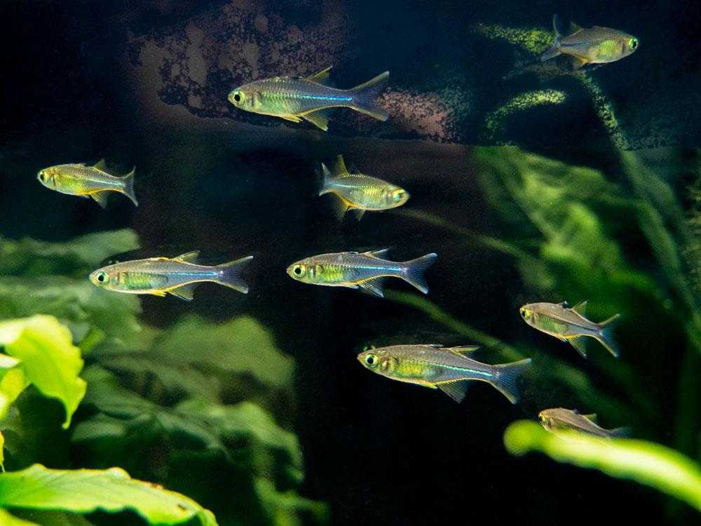 Celebes Rainbow 2 Cm