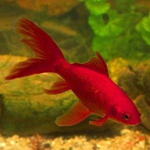 Comet Chili Red