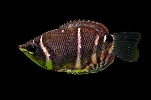Chocolate Gourami 5cm