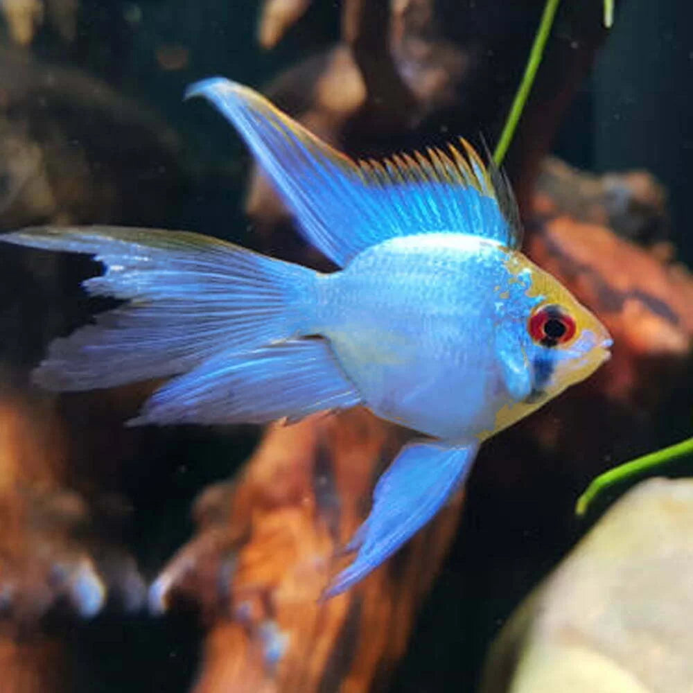 Longfin Electric Blue Ram
