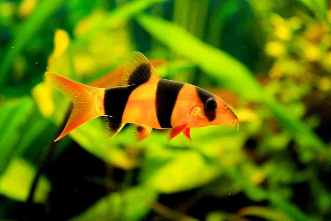 Clown Loach 8cm Large