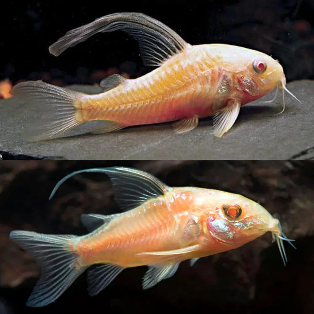 Corydoras Albino Long Fin