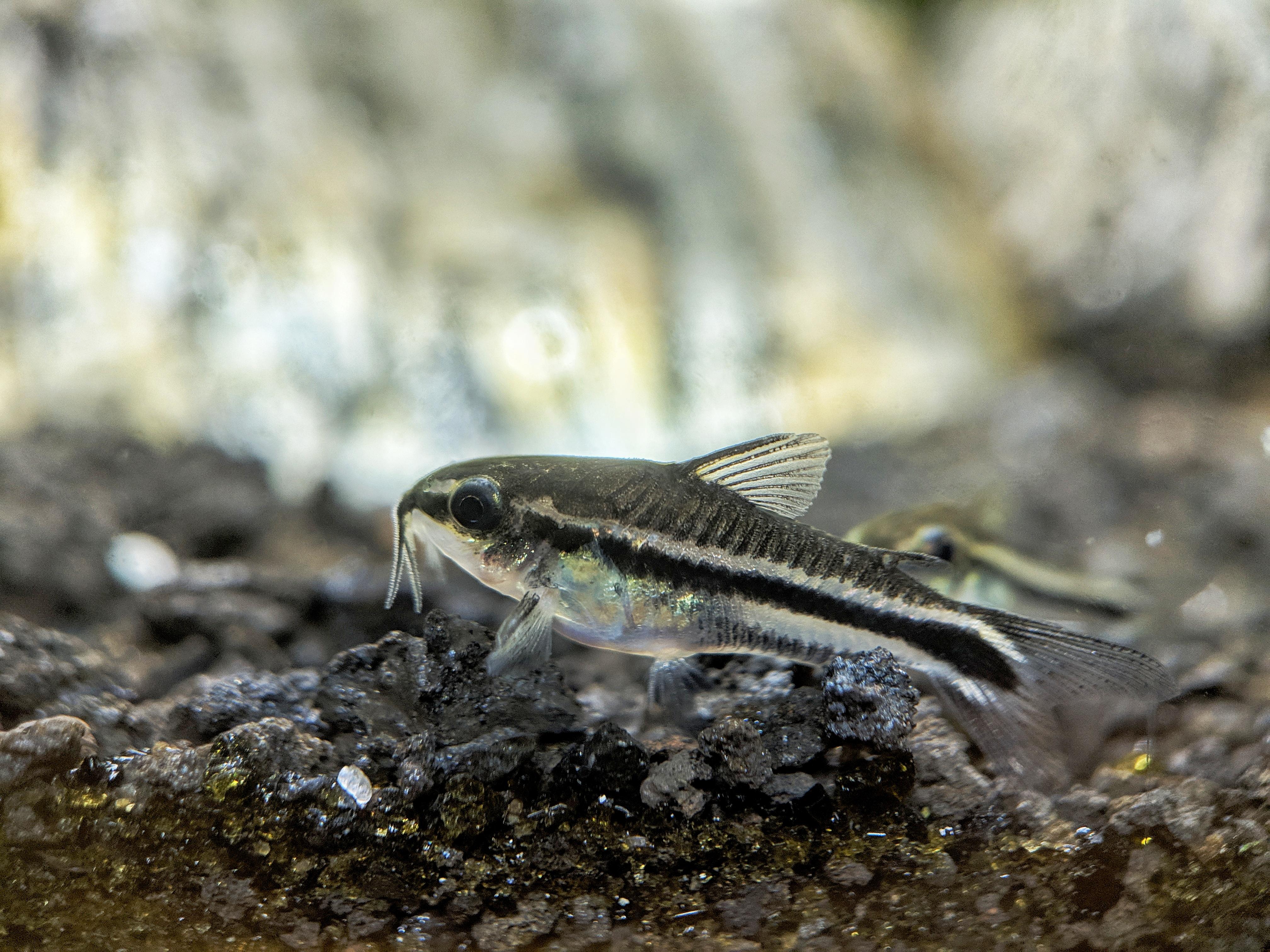 Pygmy Corydoras 1.5cm