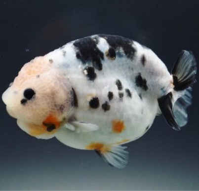 A GRADE White Blue Kirin Ranchu 10cm