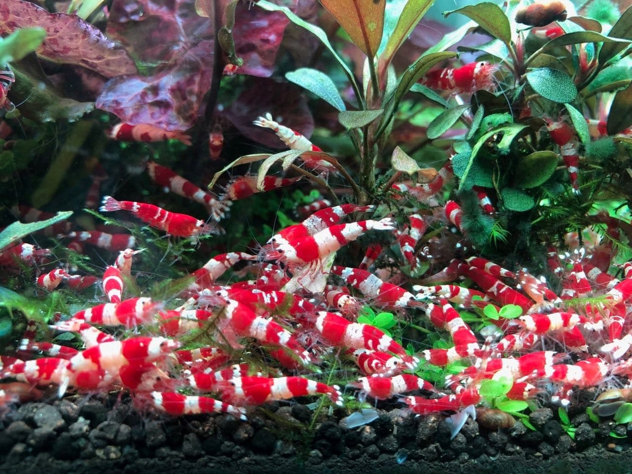Crystal Red Shrimp