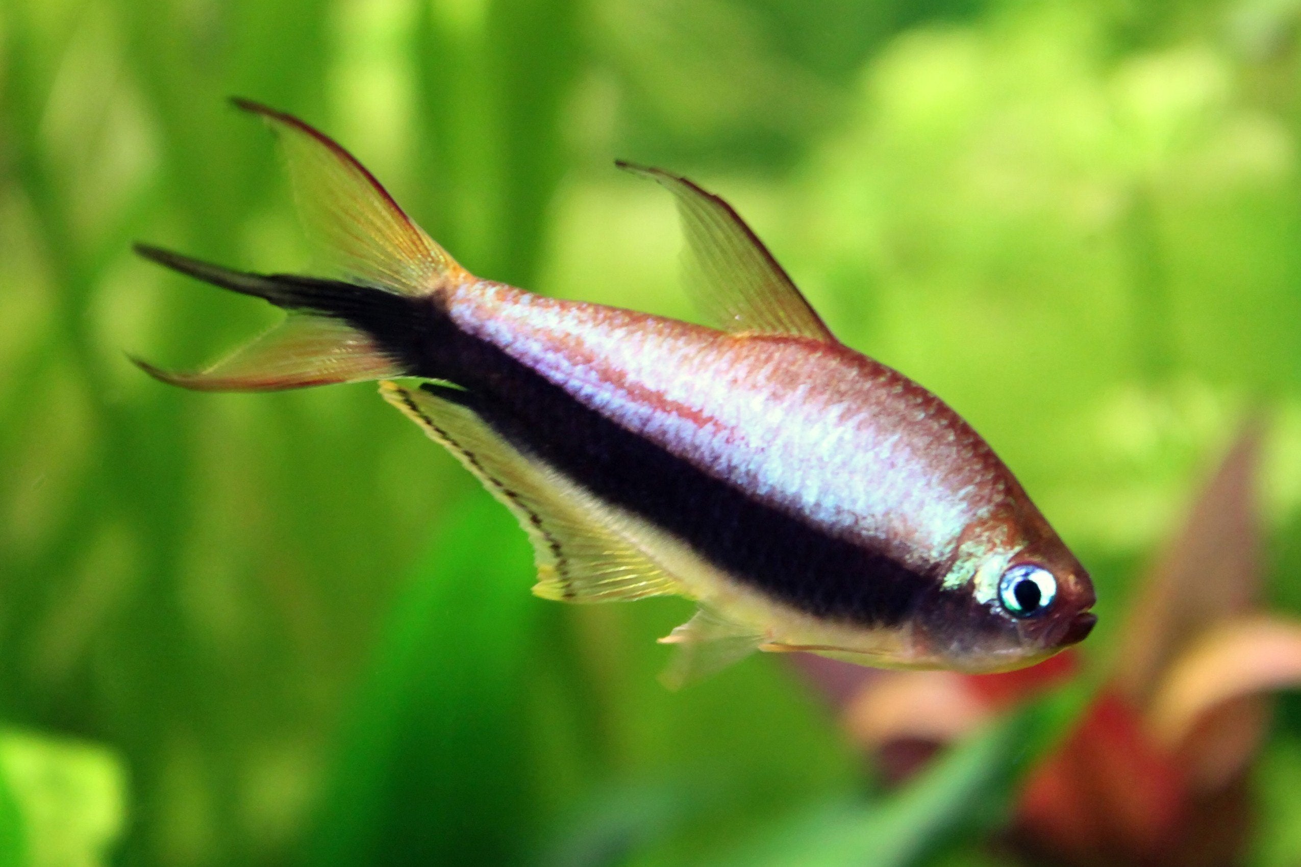 Emperor Tetra 4 Cm