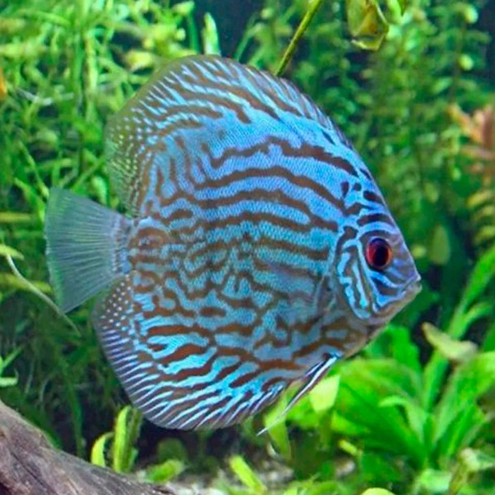 Forrest Tiger Discus 10-14cm (MALAYSIAN IMPORT)