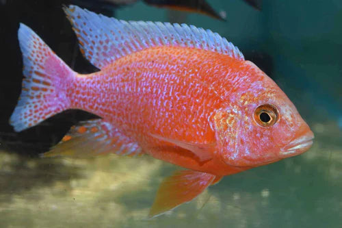 Albino Dragon Blood Cichlid