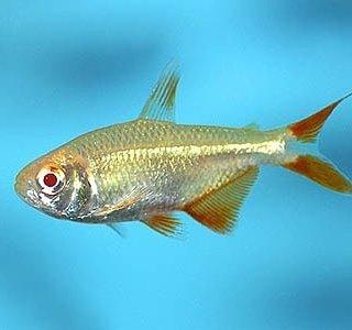 Buenos Aires Tetra Golden 4 Cm