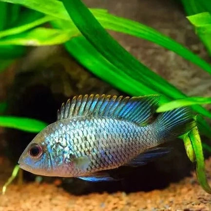 Neon Blue Acara 2-4cm