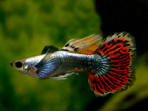 Halfmoon Guppy Pair