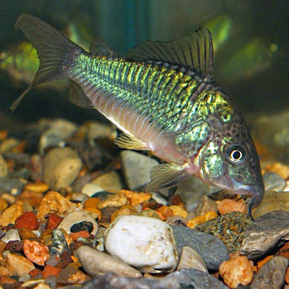 Bronchis Catfish