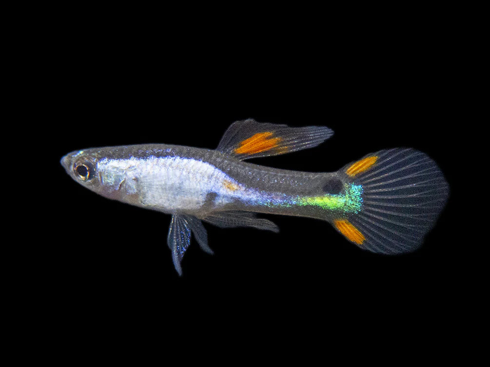 Silverado Endler Male